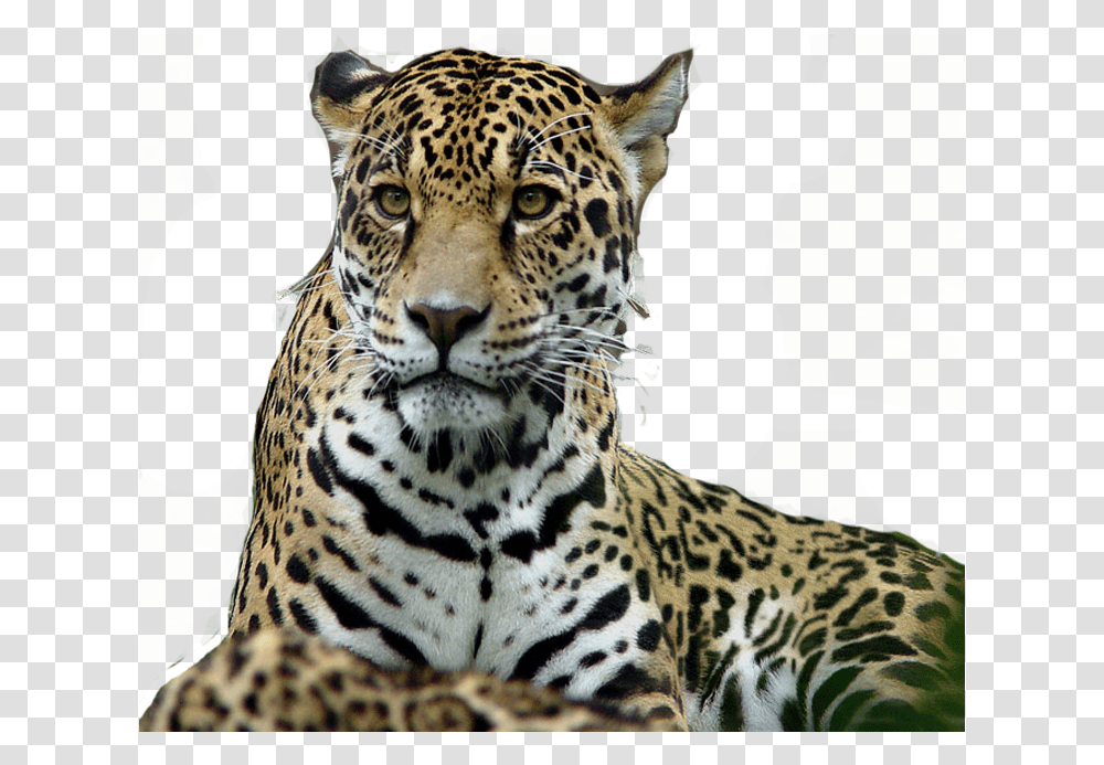Leopard Tiger Jaguar Lion, Panther, Wildlife, Mammal, Animal Transparent Png
