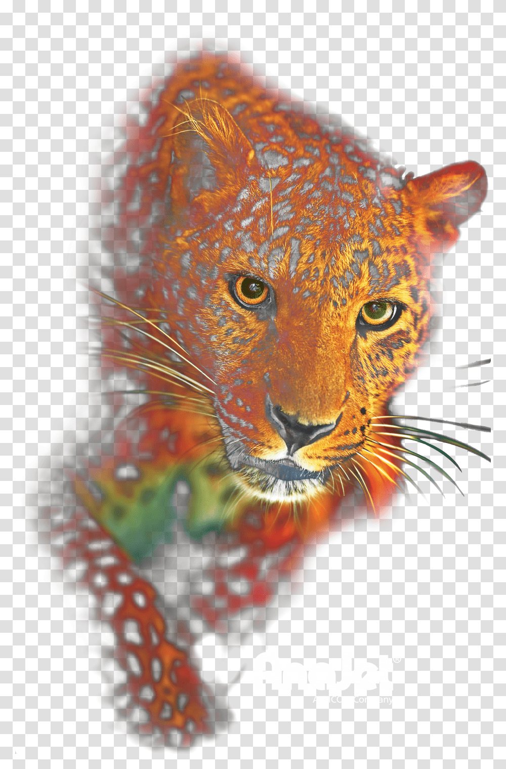 Leopard Transparent Png