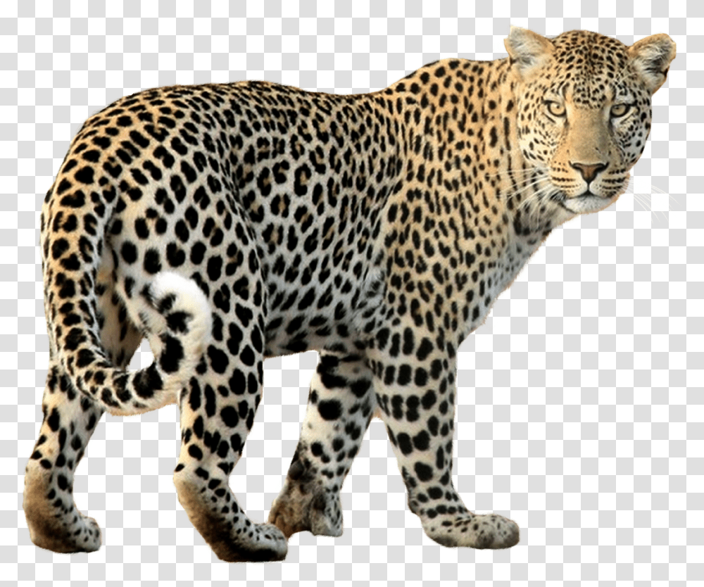 Leopard Walking Image Leopard, Panther, Wildlife, Mammal, Animal Transparent Png