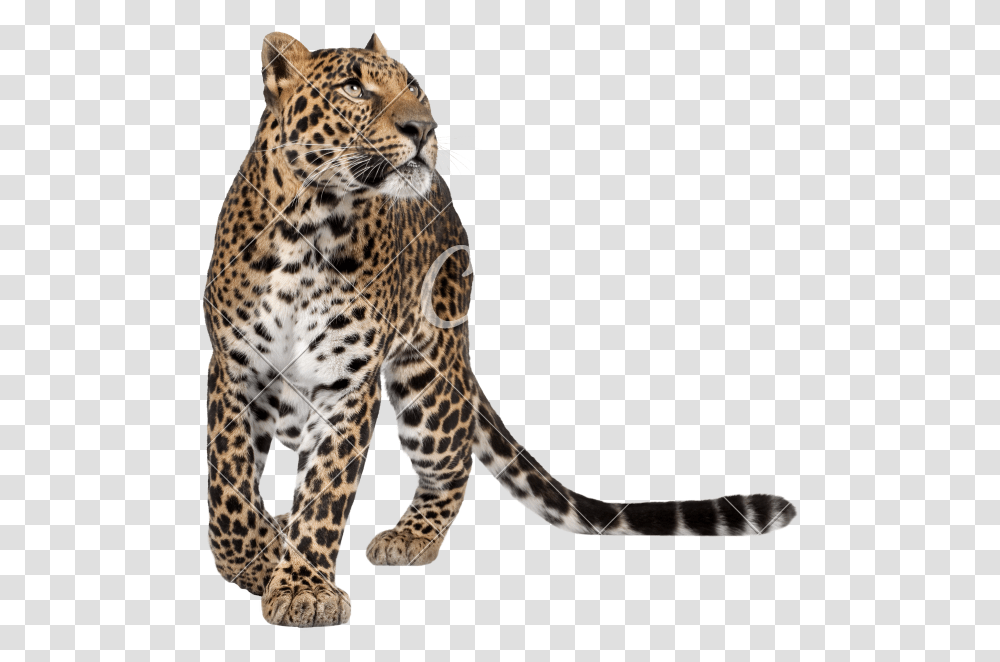Leopard Walking, Panther, Wildlife, Mammal, Animal Transparent Png