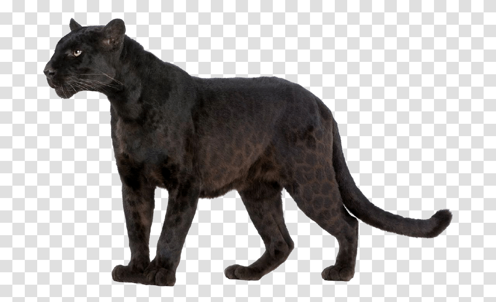 Leopard Wildcat Black Panther Felidae Black Panther Animal, Wildlife, Mammal, Jaguar, Antelope Transparent Png