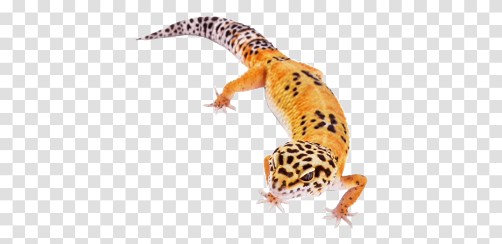 Leopardgecko Leopard Gecko Reptile Sticker By Starla Noah Neck Funny, Lizard, Animal, Panther, Wildlife Transparent Png