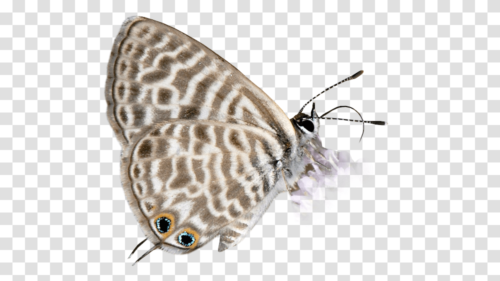 Lep, Insect, Invertebrate, Animal, Butterfly Transparent Png