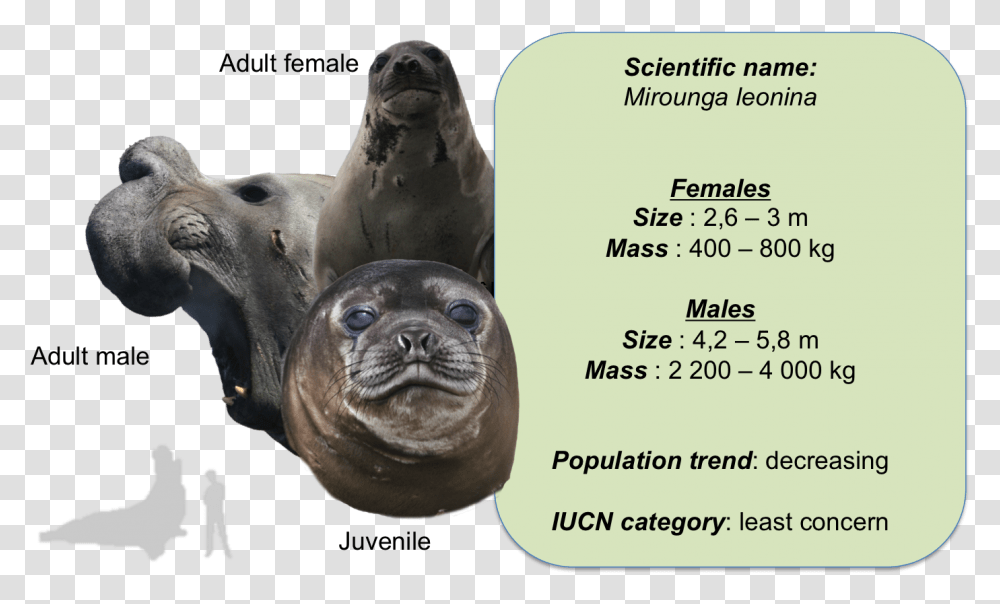 Leph Elephant Seals, Sea Lion, Mammal, Sea Life, Animal Transparent Png