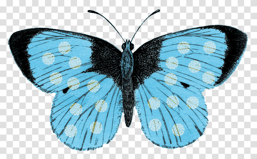 Lepidoptera, Butterfly, Insect, Invertebrate, Animal Transparent Png