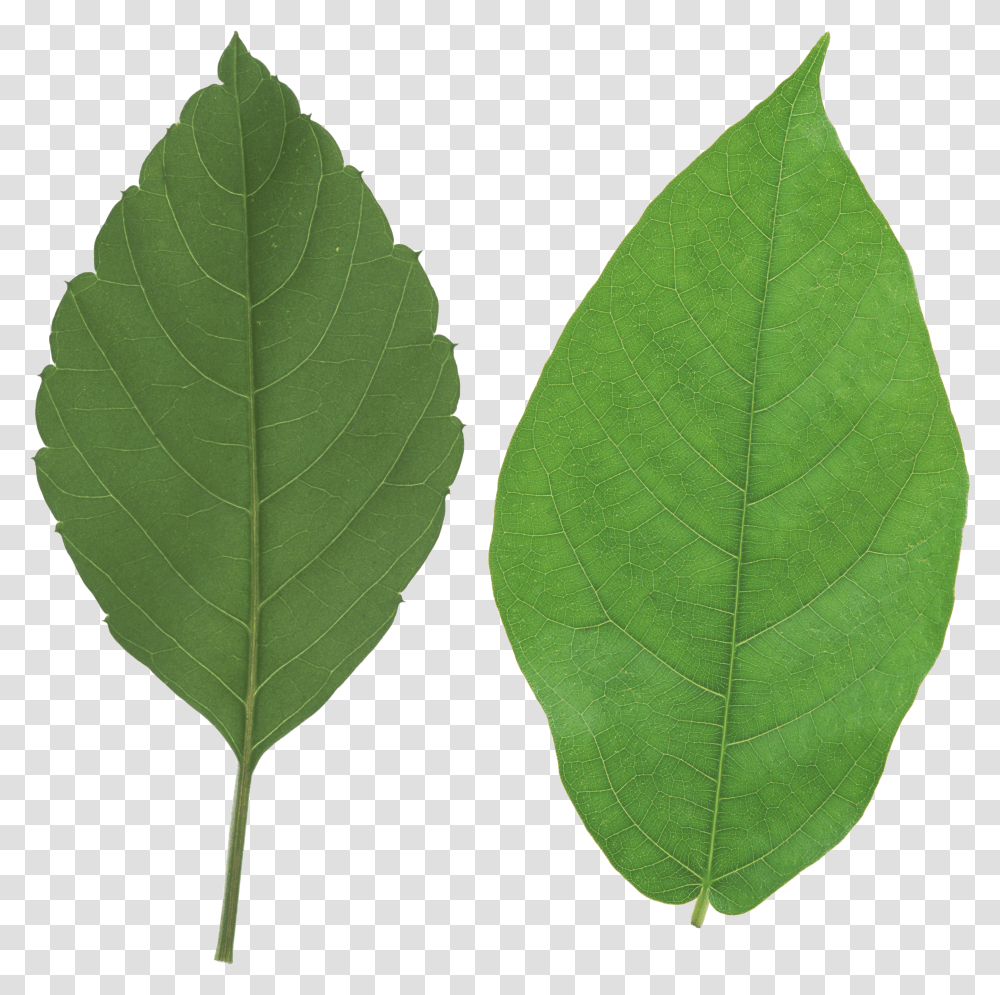 Les Verts Quittent Le Images Leaf Transparent Png