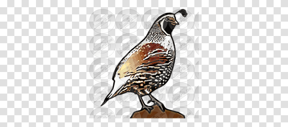 Lessonpix Mobile Turkey, Quail, Bird, Animal, Partridge Transparent Png