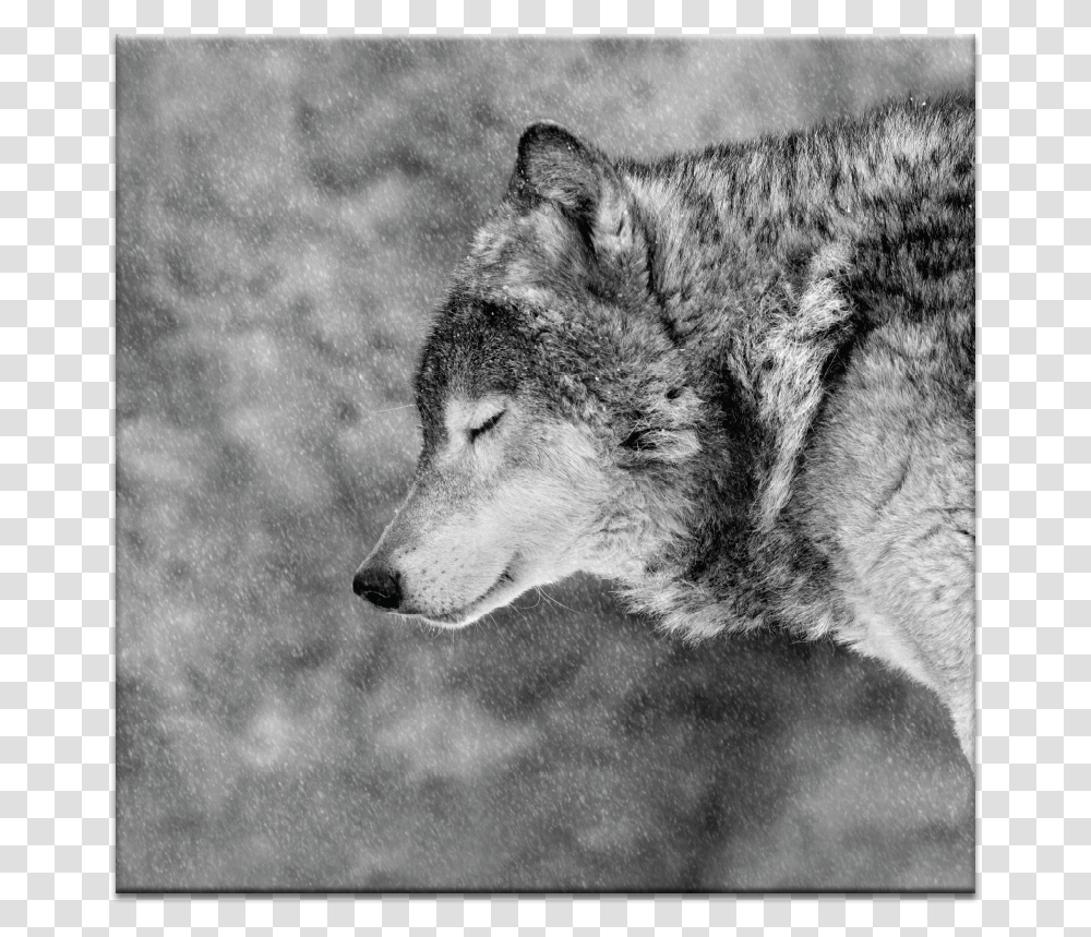 Let It Snow Am A Lone Wolf It Blows My Mind, Mammal, Animal, Red Wolf, Canine Transparent Png