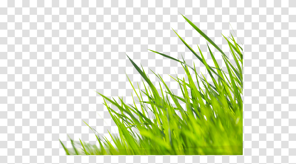 Let Us Do The Bragging For You Submit Your Photo To Wallpaper, Grass, Plant, Lawn, Agropyron Transparent Png