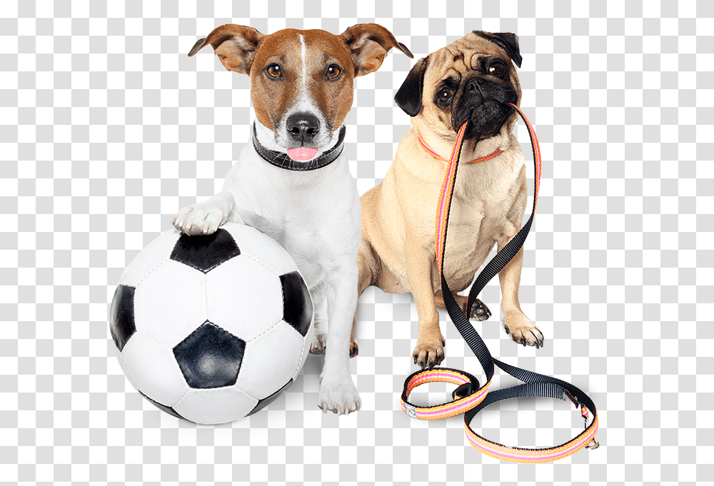 Let Your Pet Be Our Priority Dog Needs A Walk, Soccer Ball, Football, Team Sport, Canine Transparent Png