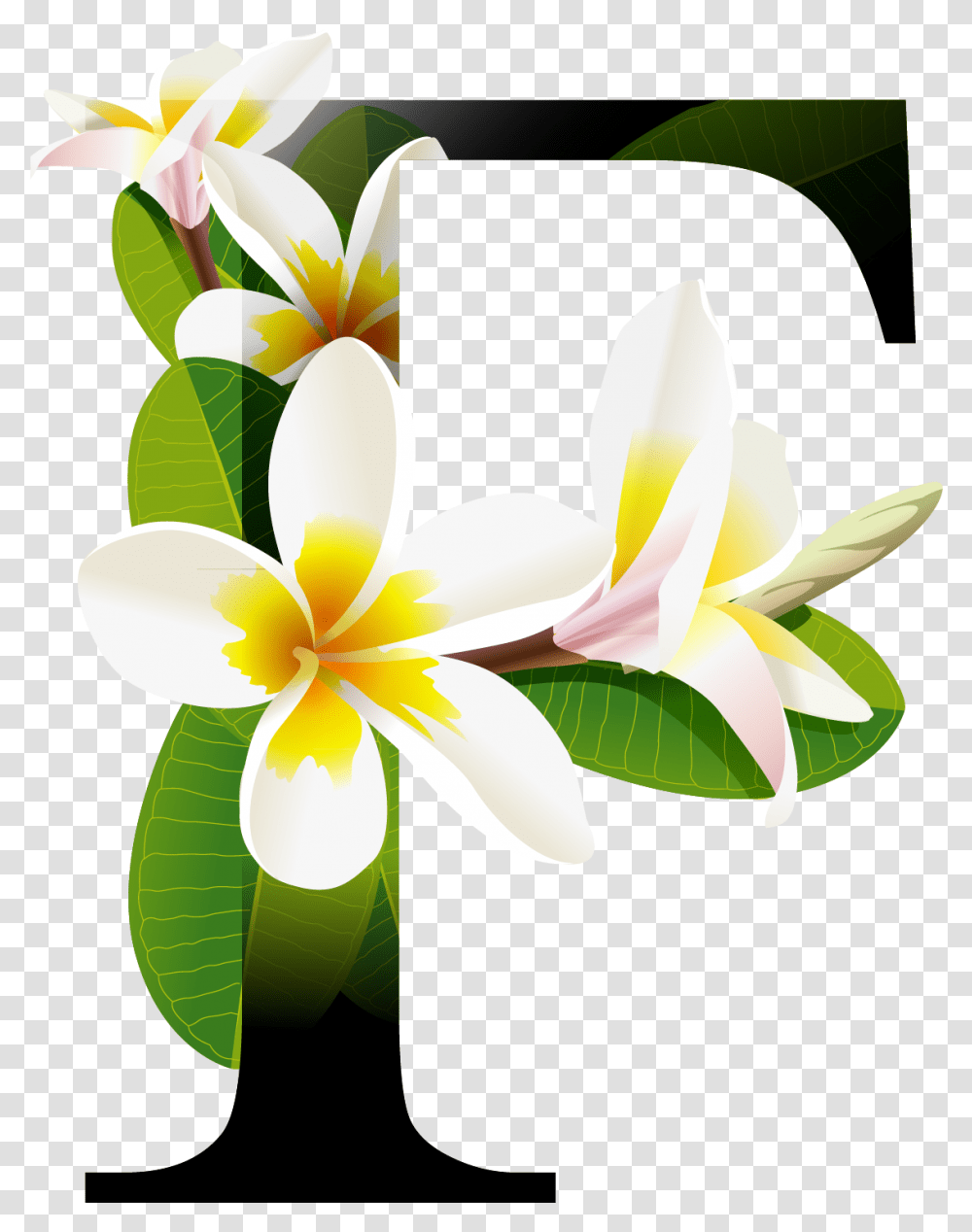 Letra F Com Flores, Plant, Lily, Flower, Blossom Transparent Png
