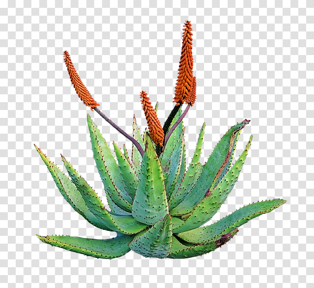 Lets Talk About Aloe Vera Befantastico, Plant Transparent Png
