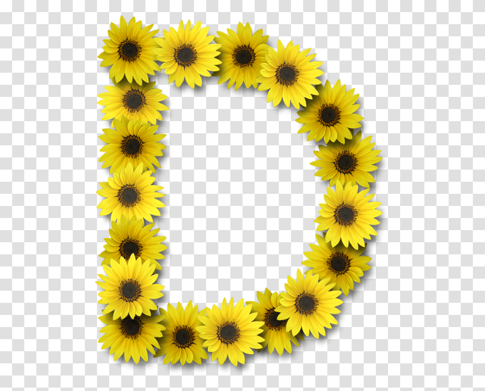 Letter D With Sunflowers, Plant, Blossom, Rug Transparent Png