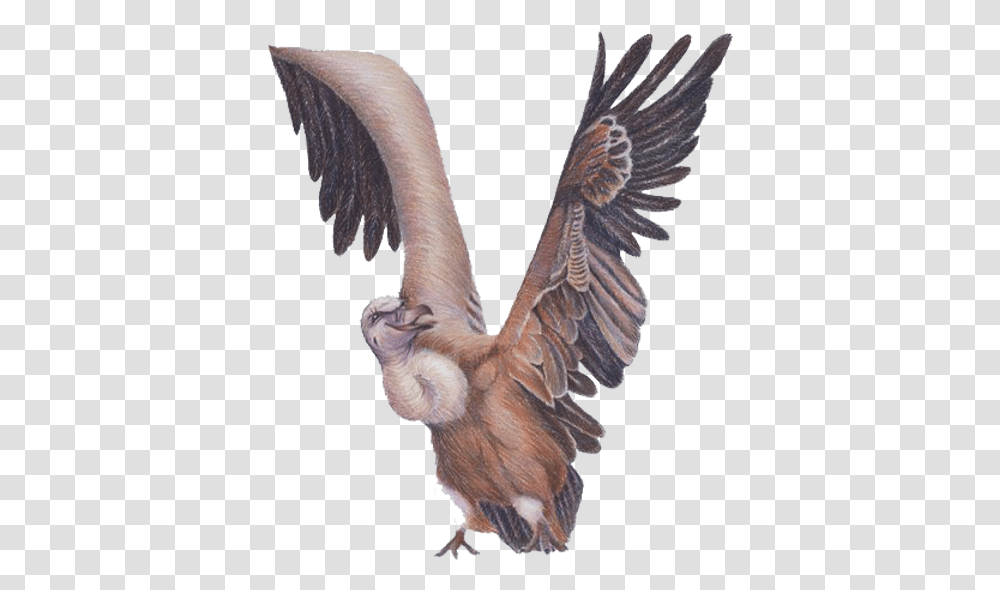 Letter V Condor, Bird, Animal, Flying, Vulture Transparent Png