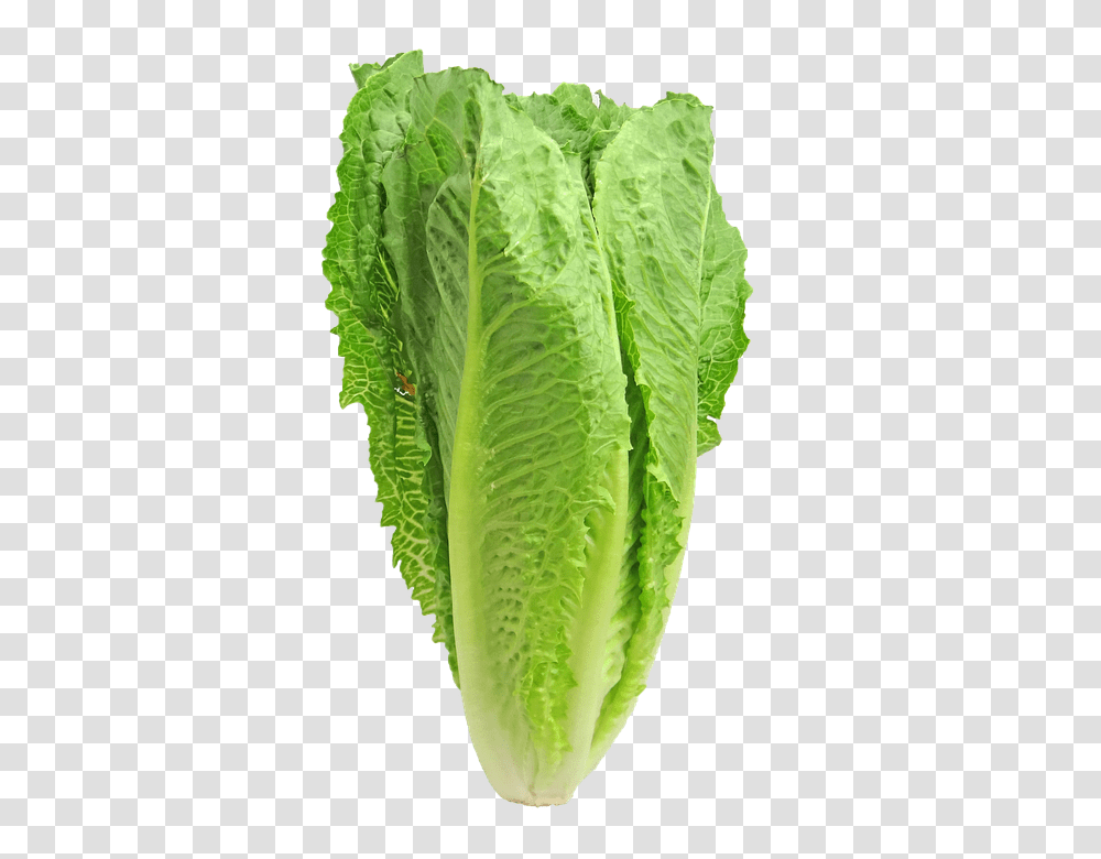 Lettuce 960, Vegetable, Plant, Food, Pineapple Transparent Png