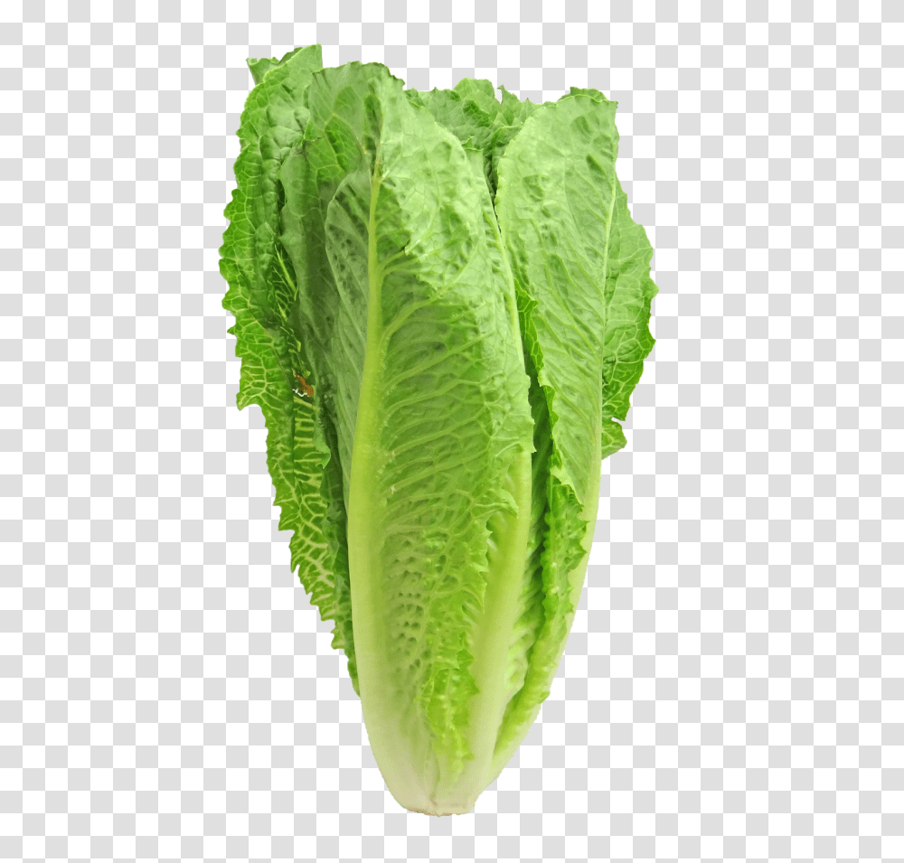 Lettuce Food, Plant, Vegetable, Pineapple Transparent Png