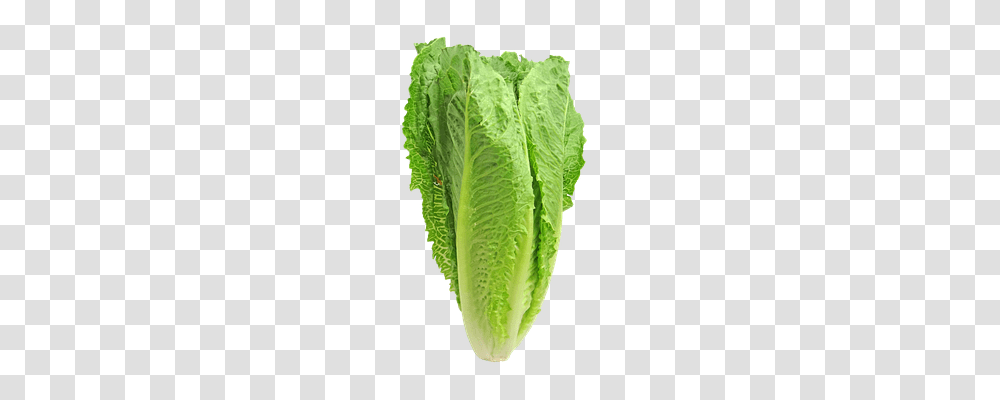 Lettuce Food, Plant, Vegetable Transparent Png