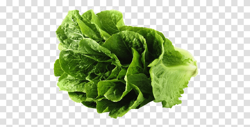 Lettuce 3 Image Lettuce, Plant, Vegetable, Food, Spinach Transparent Png