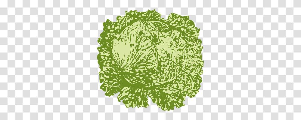 Lettuce Nature, Plant, Cabbage, Vegetable Transparent Png