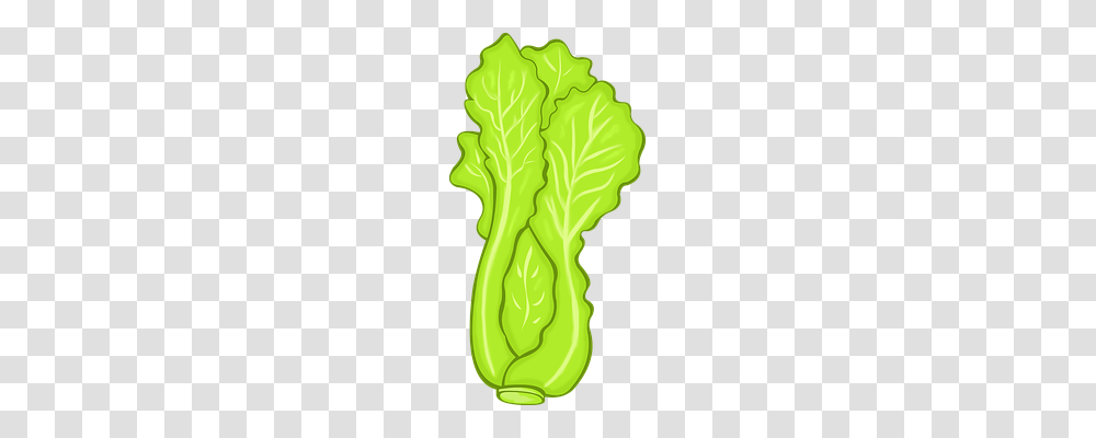 Lettuce Food, Plant, Vegetable, Kale Transparent Png