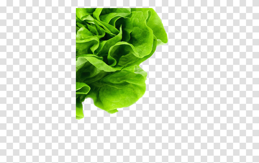 Lettuce Bg, Plant, Vegetable, Food, Spinach Transparent Png