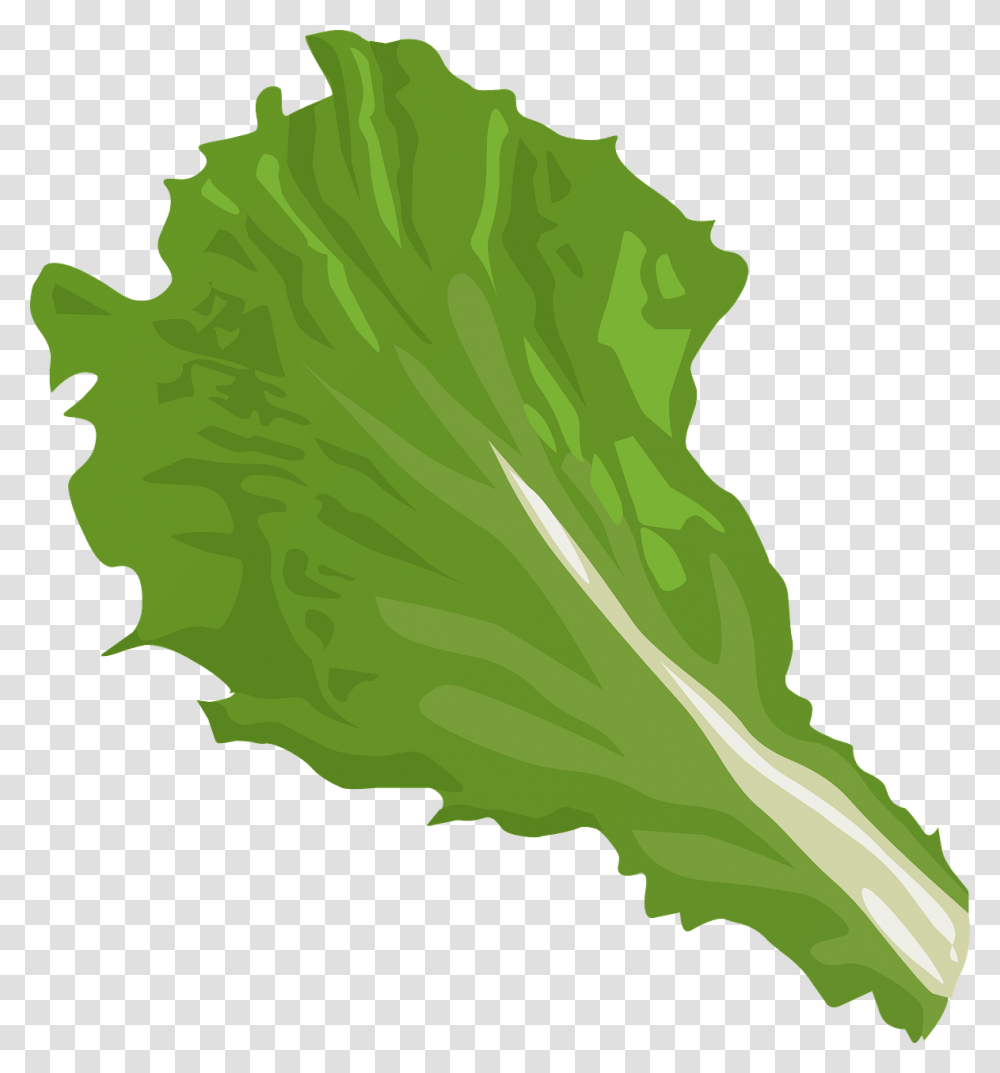 Lettuce Clip Art Cartoon Leaf Of Lettuce, Plant, Vegetable Transparent Png