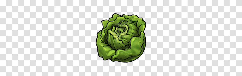 Lettuce Clipart Clip Art, Plant, Vegetable, Food, Painting Transparent Png