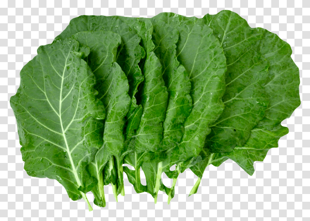 Lettuce Clipart Collard Greens Collard Greens, Kale, Cabbage, Vegetable, Plant Transparent Png