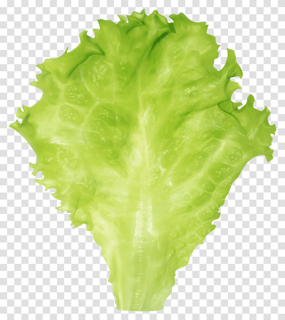 Lettuce Clipart Image Background Lettuce Leaf Transparent Png