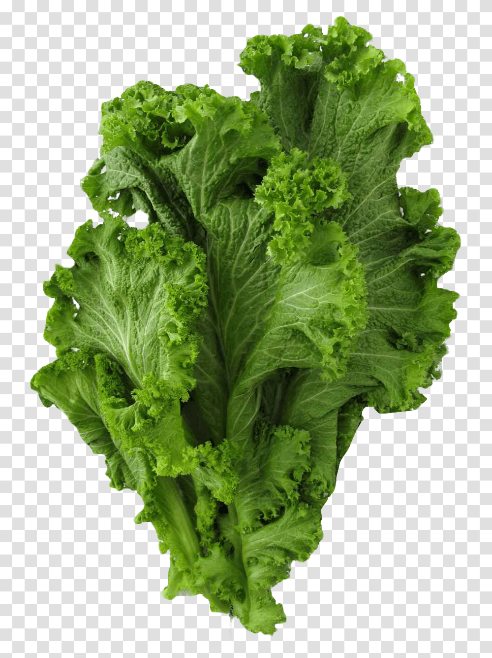 Lettuce Clipart Mustard Vegetable Collared Greens, Plant, Food, Produce Transparent Png
