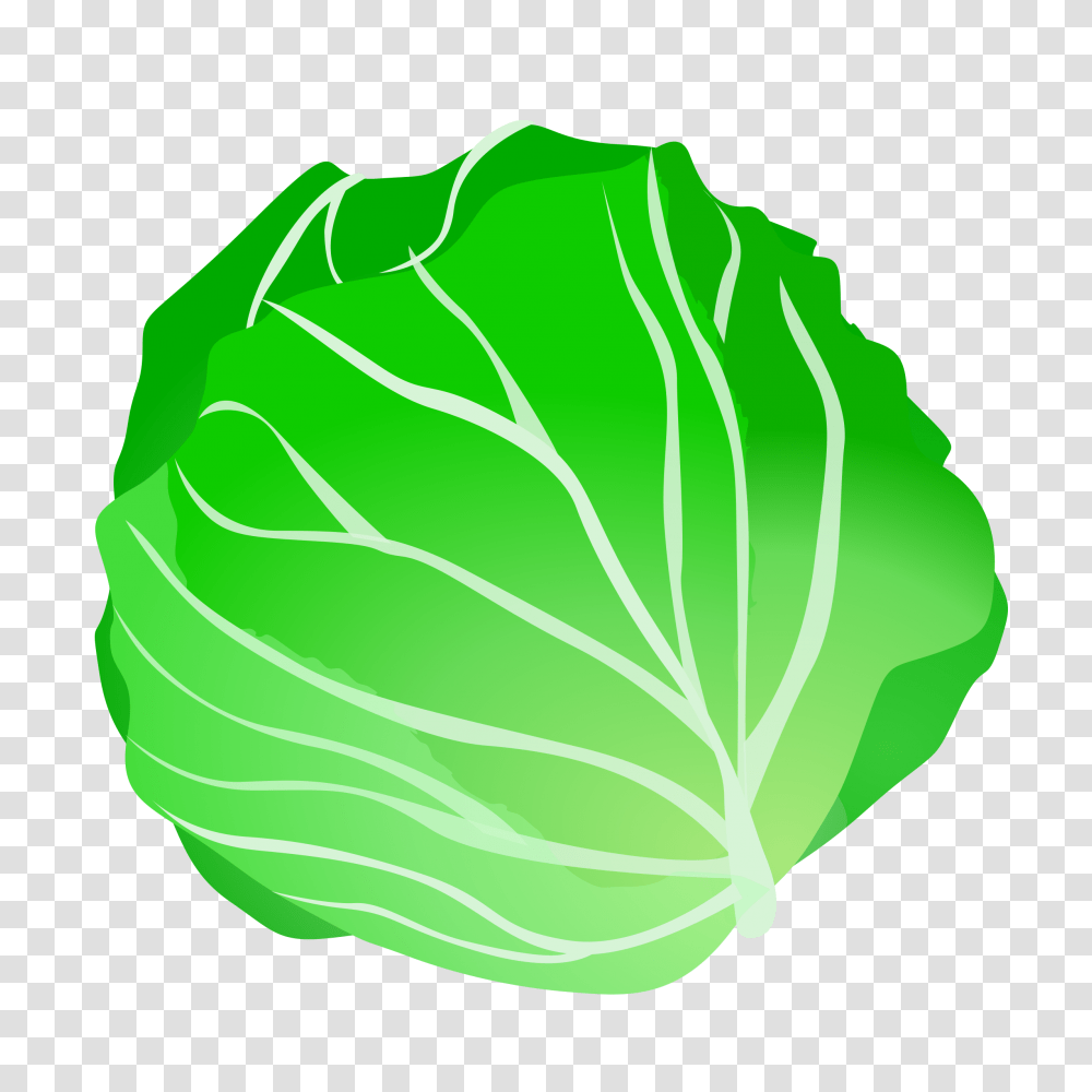 Lettuce Clipart Sauerkraut, Plant, Cabbage, Vegetable, Food Transparent Png