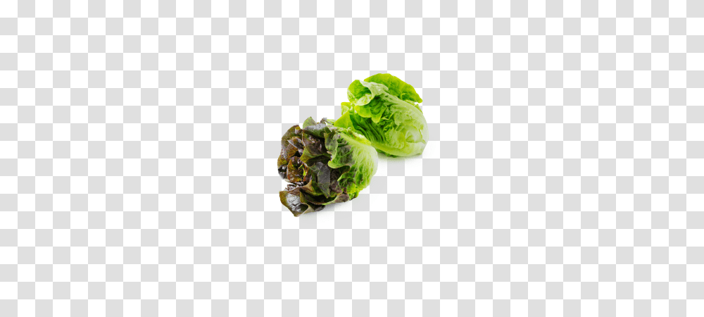 Lettuce Fresh Grown Year Round, Plant, Vegetable, Food, Pineapple Transparent Png