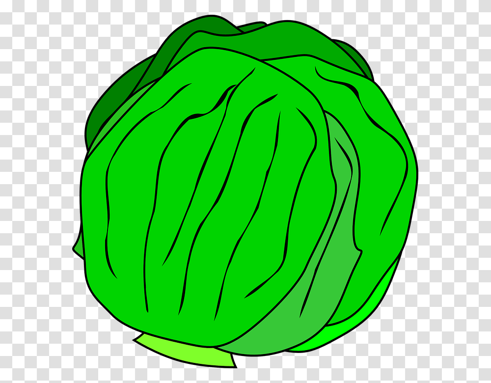 Lettuce Head Clipart Clip Art Images, Plant, Vegetable, Food, Cabbage Transparent Png