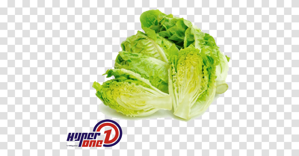 Lettuce Lettuce, Plant, Vegetable, Food, Cabbage Transparent Png