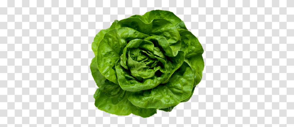Lettuce Lettuce, Plant, Vegetable, Food Transparent Png