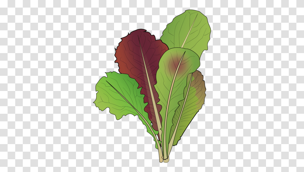 Lettuce Lifespace Gardens Collard Greens, Leaf, Plant, Vegetable, Food Transparent Png