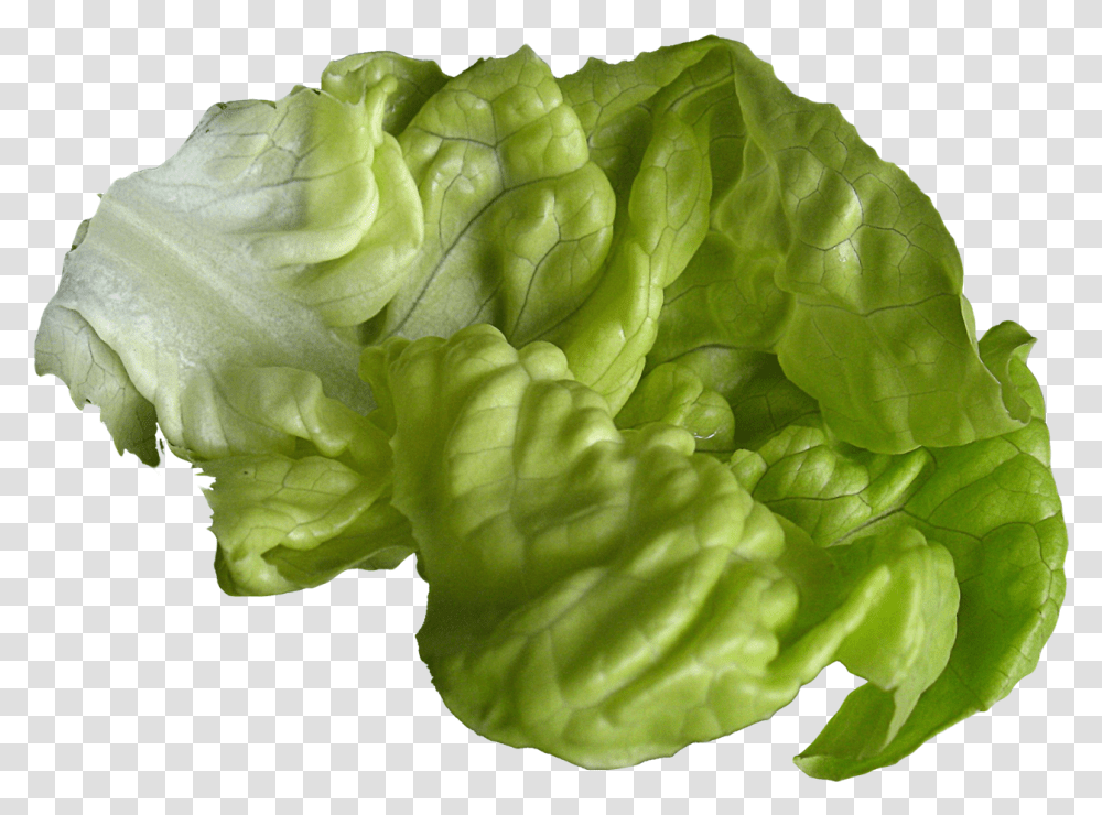 Lettuce My Favorite Color Lettuce, Plant, Vegetable, Food, Rose Transparent Png