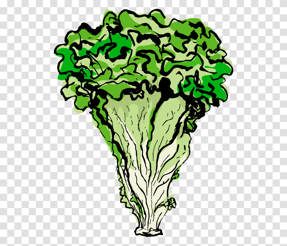 Lettuce, Plant, Vegetable, Food, Broccoli Transparent Png