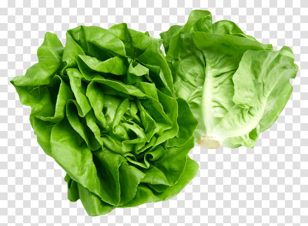 Lettuce, Plant, Vegetable, Food, Cabbage Transparent Png
