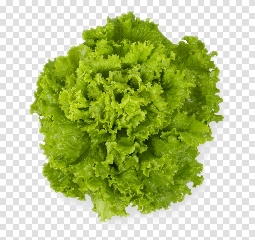 Lettuce, Plant, Vegetable, Food, Pineapple Transparent Png