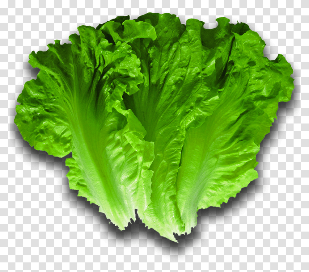 Lettuce, Plant, Vegetable, Food Transparent Png