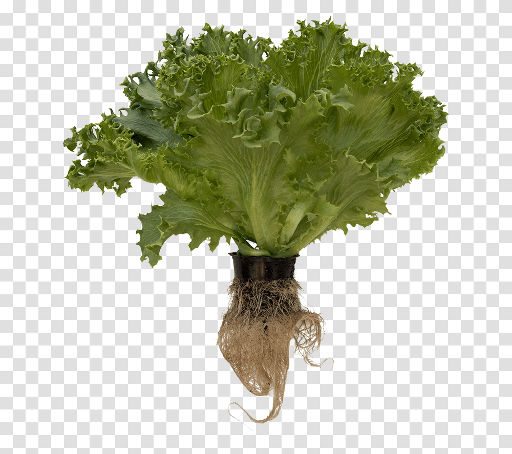 Lettuce Roots, Plant, Vegetable, Food, Kale Transparent Png
