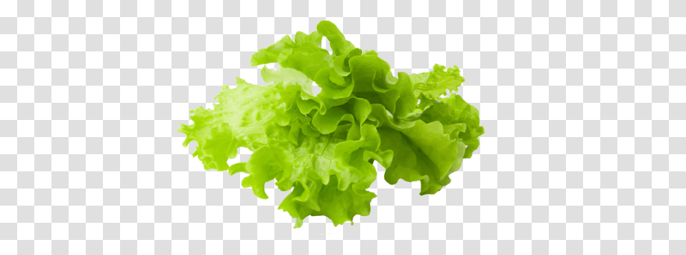 Lettuce Slice Clipart Free Stock Lettuce, Plant, Vegetable, Food Transparent Png