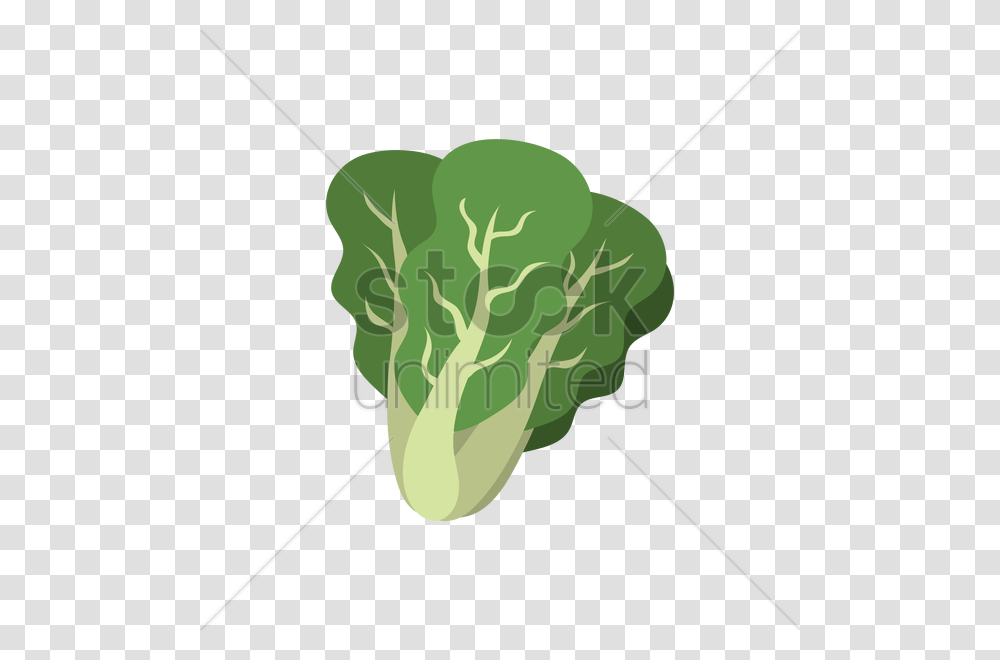 Lettuce Vector Image, Plant, Broccoli, Vegetable, Food Transparent Png