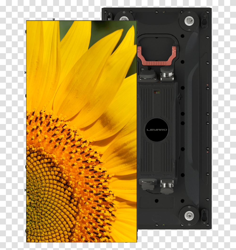 Leyard, Plant, Flower, Blossom, Sunflower Transparent Png