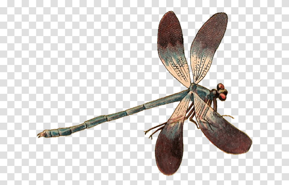Libelula, Dragonfly, Insect, Invertebrate, Animal Transparent Png