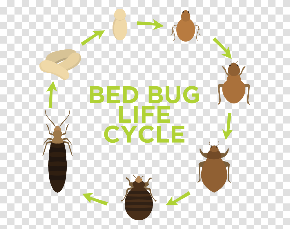 Libertypest Mediaxplode Think Before You Act, Animal, Insect, Invertebrate, Poster Transparent Png