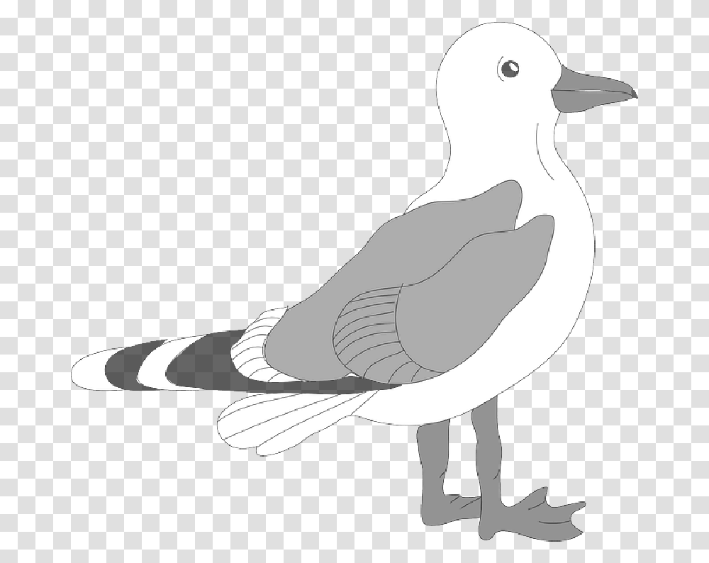 Library Downloads Seagulls Seagull Clipart, Pigeon, Bird, Animal, Dove Transparent Png