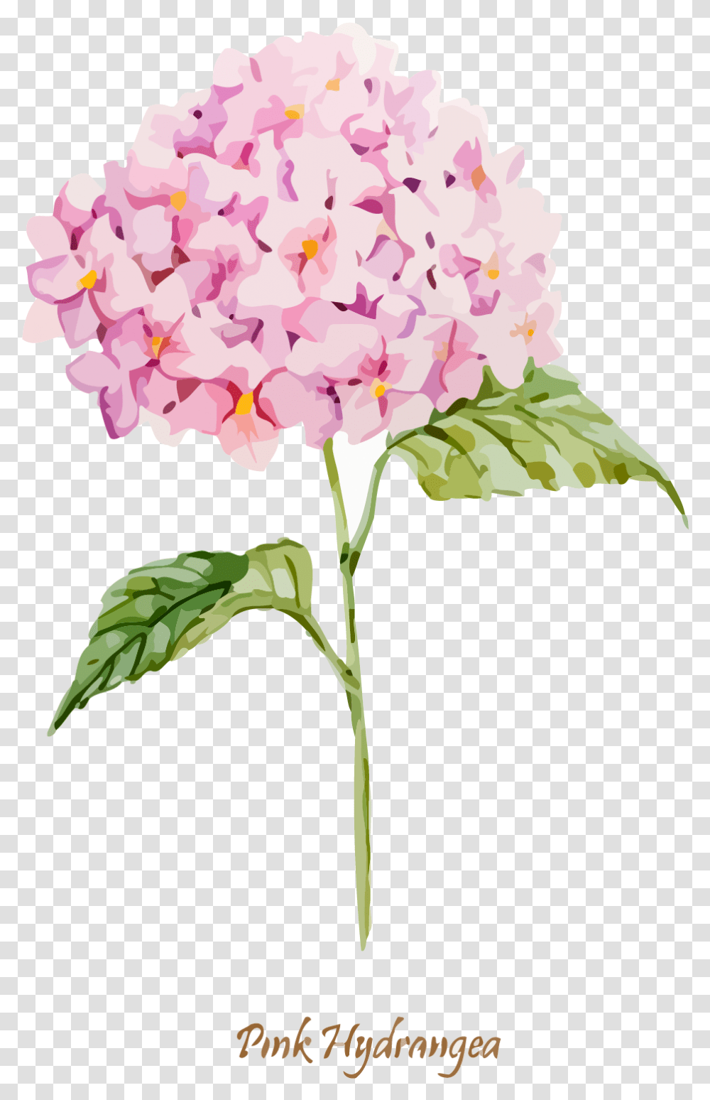 Library Oakleaf Euclidean Clip Hydrangea Clipart, Plant, Flower, Blossom, Petal Transparent Png