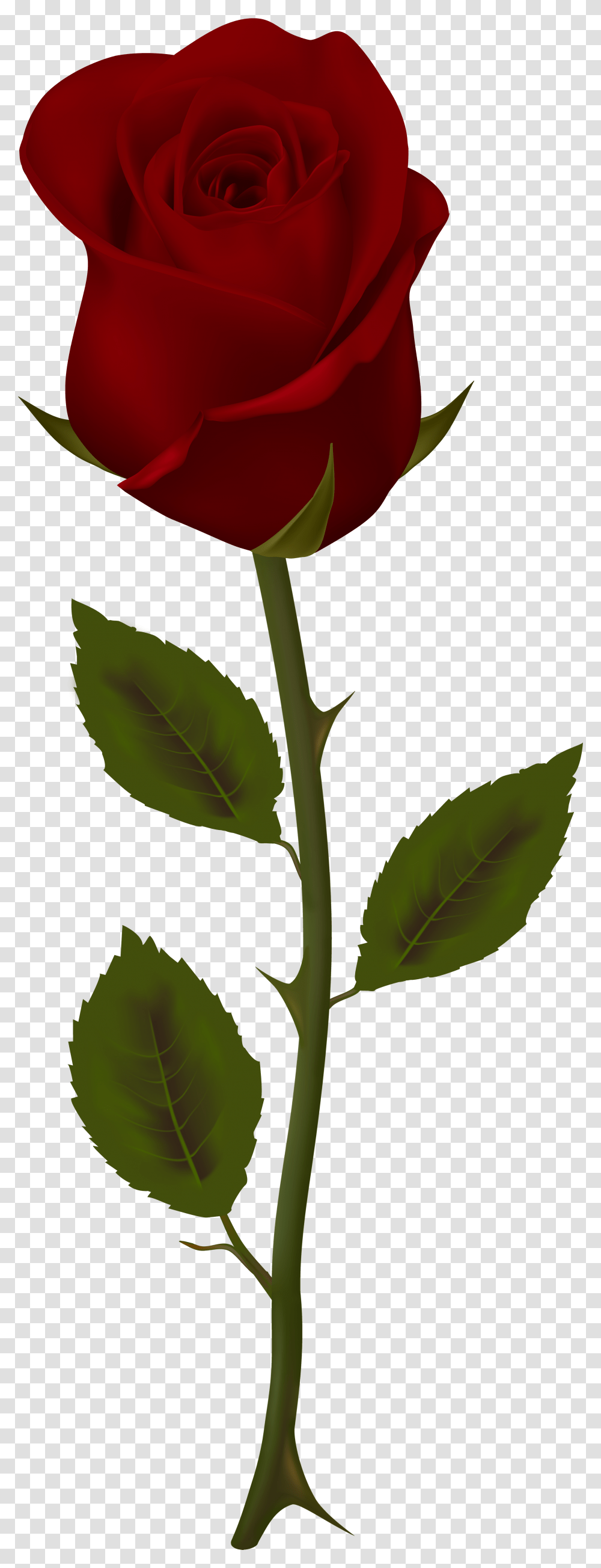 Library Of 3d Flower Vector Freeuse Stock Files Red Rose Background, Plant, Blossom, Leaf, Petal Transparent Png